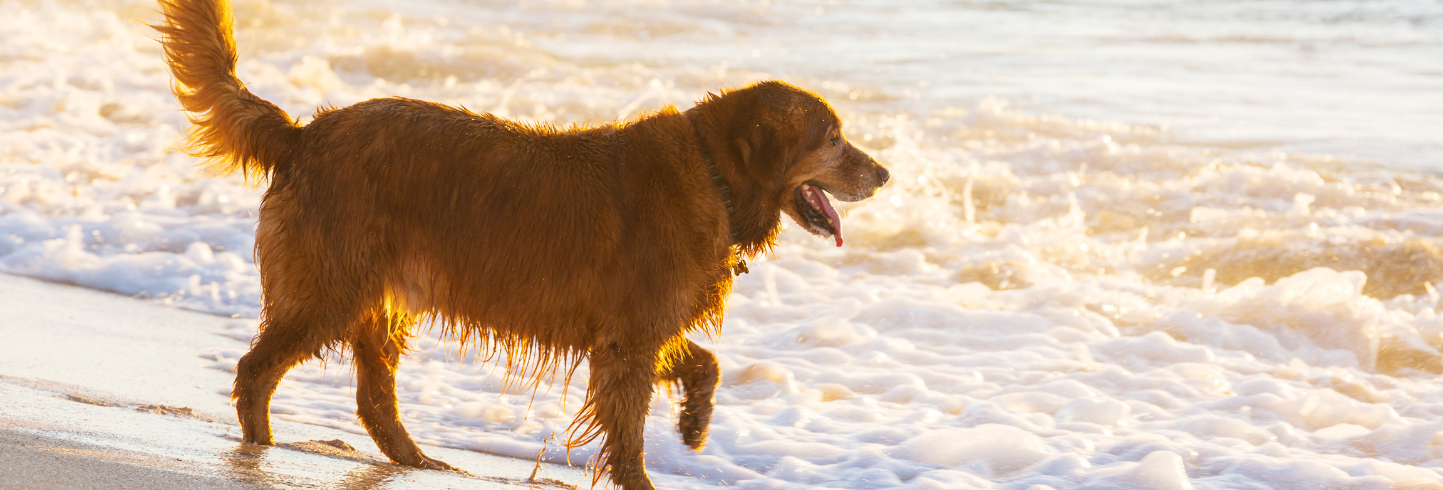 Hampton Falls veterinarians