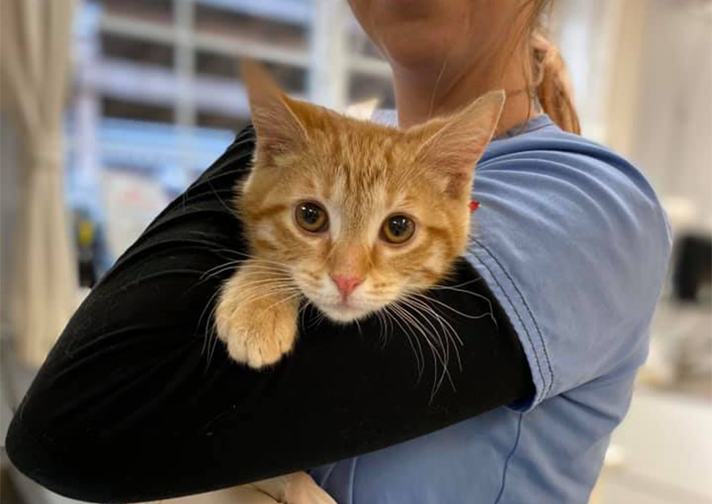 Cat Veterinary Care, Hampton Falls